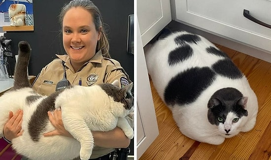 «Самого большого кота» сразу же взяли домой после того, как он стал вирусным в Сети