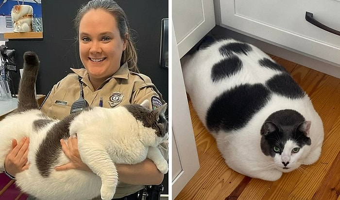 «Самого большого кота» сразу же взяли домой после того, как он стал вирусным в Сети