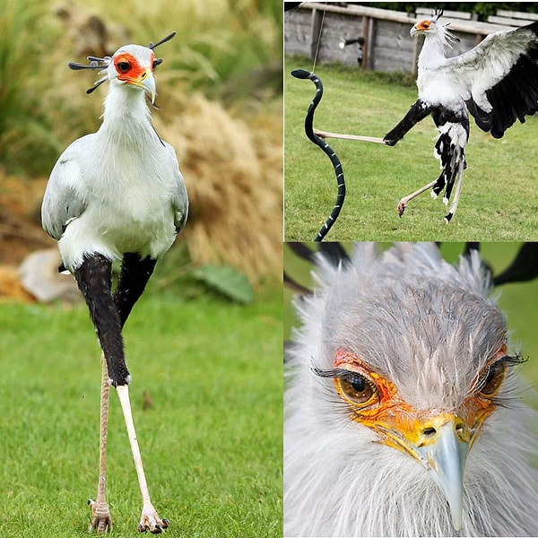 Sekreter kuşu, Afrika'nın geniş çöl ve savan alanlarında yaşayan büyük ve ilginç bir kuş türü.