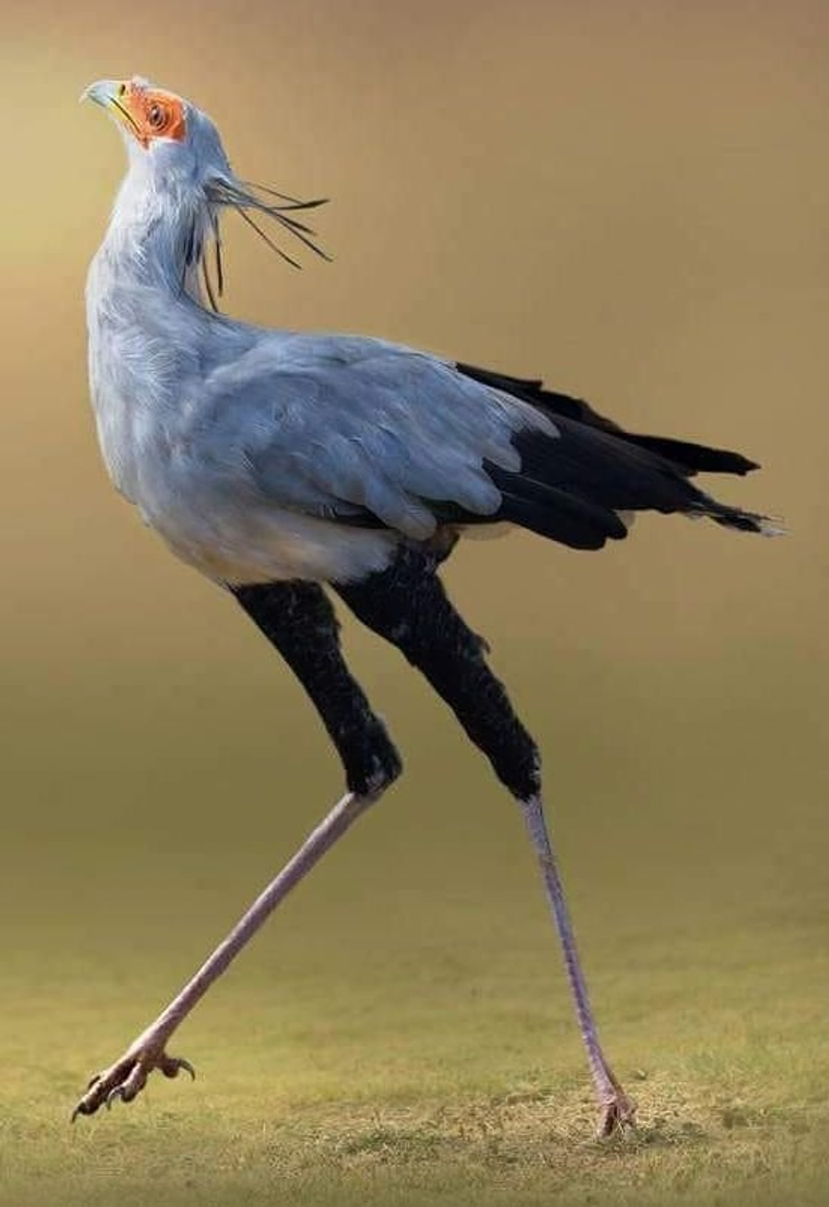 Secretary bird. Птица стрелец. Птица стрелец. Созвездие стрелец. Птица на голове!.