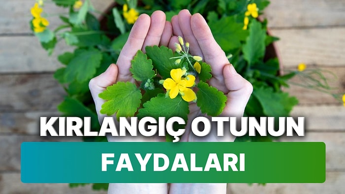 Kırlangıç Otu Nedir, Ne İşe Yarar? Kırlangıç Otunun Faydaları ve Kullanım Şekli