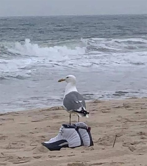 9. Модная чайка