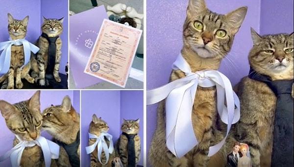 1. Bu iki kedi güzel bir törenle evlenmişler... 😅