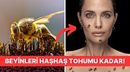 Arıların da Aynı Bizim Gibi Duyguları Olduğu Öğrenince Bir Yaşınıza Daha Gireceksiniz!