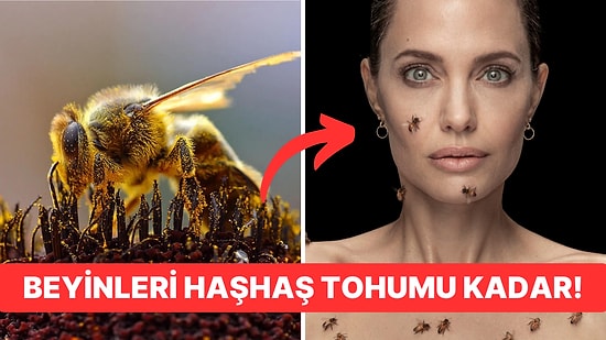 Arıların da Aynı Bizim Gibi Duyguları Olduğu Öğrenince Bir Yaşınıza Daha Gireceksiniz!