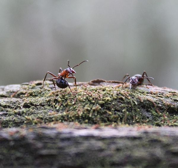 İşçi karıncalar, yiyecek toplama, yuva inşa etme ve yuvayı temizleme gibi görevleri yerine getirirken, asker karıncalar yuvalarını korumak için savaşırlar.