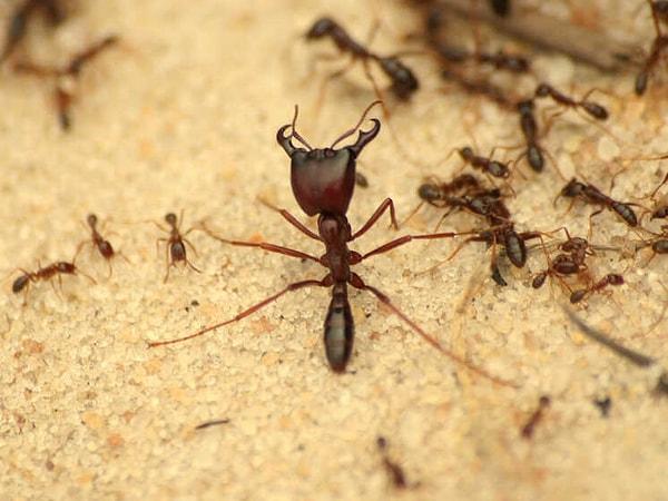 Bazı karınca türleri, başka karınca türlerini köleleştirebilme özellikleri vardır. Köleleştirilen karıncalar, yuva işlerini ve yiyecek toplama işlerini yapmak için kullanılır.