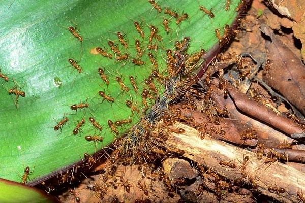 Bulunan yiyecelerin haricinde karıncalar yuvalarının bazı bölümlerinde mantar yetiştirebilir, hatta tarihte tarım yapan ilk canlılar olarak bilinmektedir.