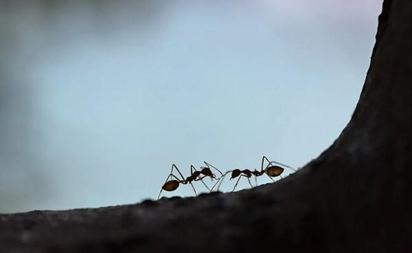 Son olarak, şaşırtıcı biçimde karıncaların elektriğe olan ilgisi çok yüksek. Elektrikli cihazlara ve kablolarla yakından ilgilenmeleri sonucu dünya üzerindeki elektrik arıza sebeplerinin %30’unu karıncalar oluşturuyor.