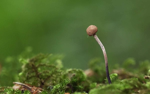 9. Каких насекомых способен «зомбировать» гриб кордицепс однобокий?