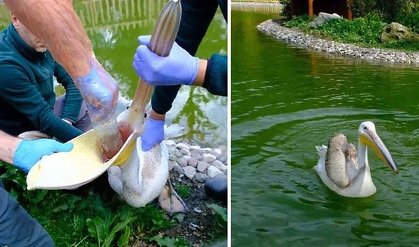 Misarifler tarafından alana atılan pet şişeyi yiyecek zanneden pelikanın yuttuğu şişe görevli veteriner hekim tarafından çıkarıldı.