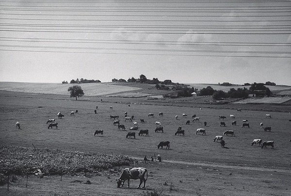 9. И снова скот.