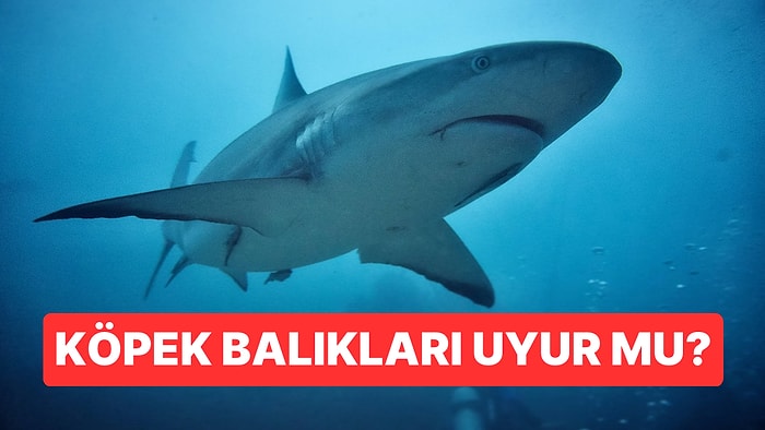 Devasa Boyutları ve Sivri Dişleriyle Yürekleri Ağızlara Getiren Köpek Balıkları Uyur mu?