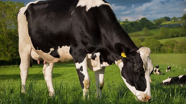 12. ПРАВДА или ЛОЖЬ: с латинского carnivora — значит «хищные».