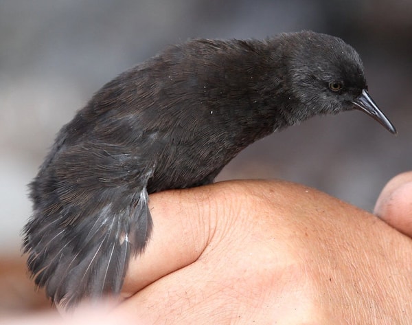 7. Inaccessible Island rail