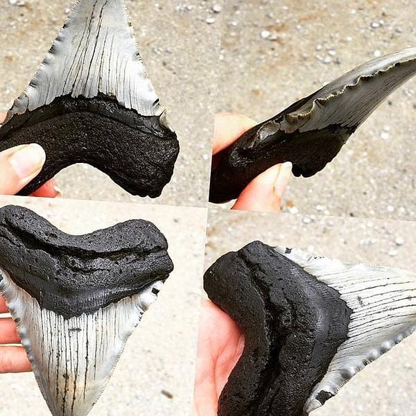 14. Soyu tükenmiş bir köpek balığı olan Megalodon'ın Kuzey Karolina'da bulunan dişi👇
