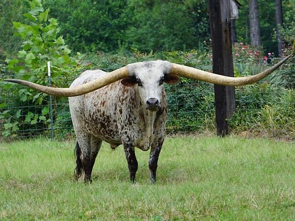 15. Boynuzlarının uçtan uca ölçümü 3 metreyi aşan Poncho adındaki bu Teksas sığırı Guinness Rekorlar Kitabı'na adını yazdırdı!