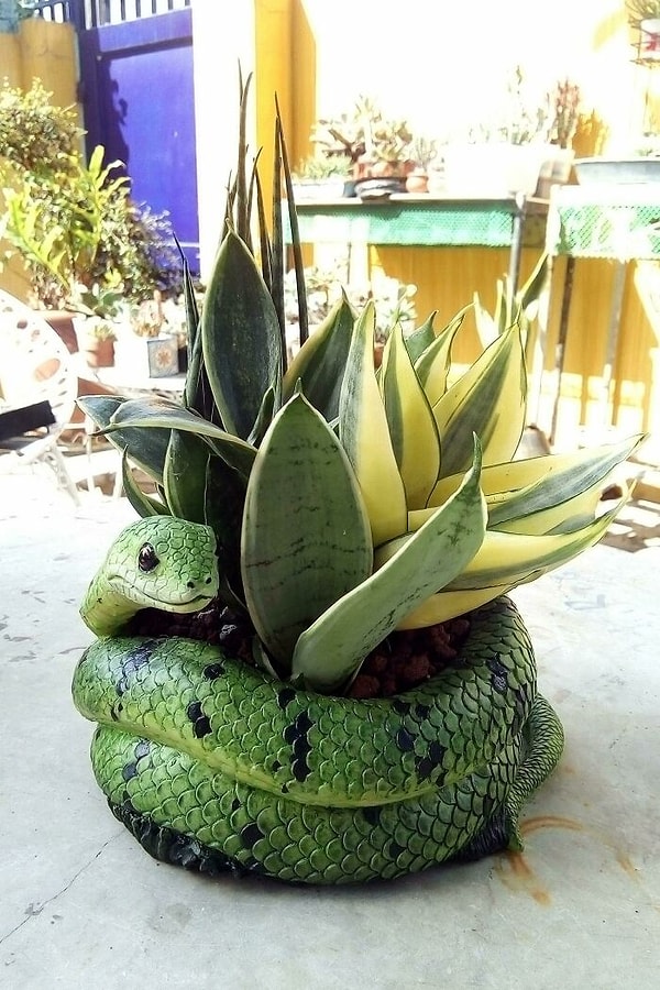 6. Змеиный горшочек