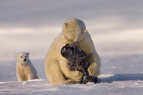 12. Fok yakalayan korkutucu bir kutup ayısı: