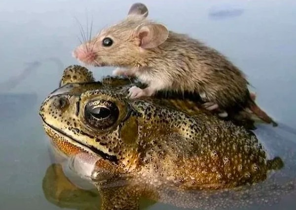 2. Очень интересный пассажир!