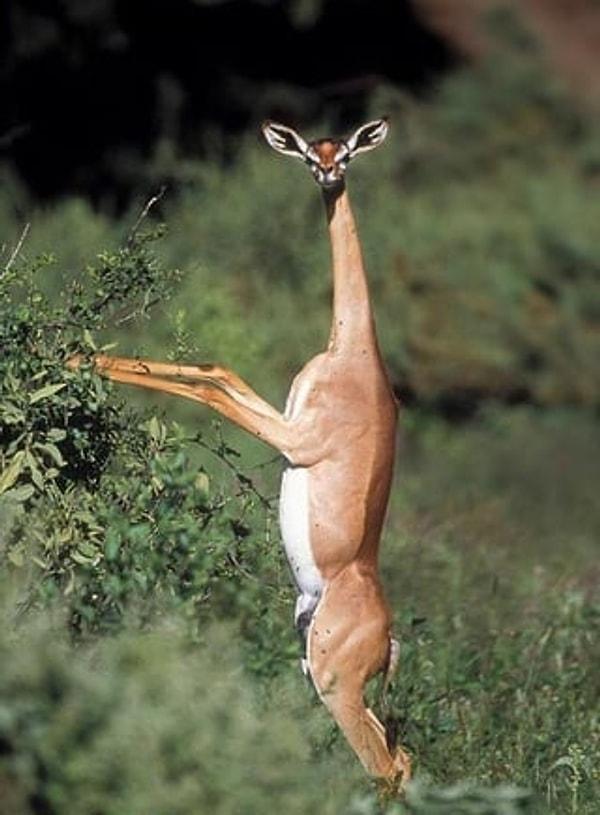 4. Gerenuk adı verilen bu eşsiz görünümlü antilop, bir kez bile su içmeden tüm hayatını sürdürebilir.