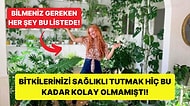 Sağlıklı ve Canlı Bitkiler için Nelere Dikkat Etmelisiniz?