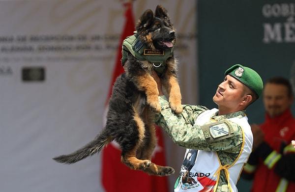 15. Depremzedelere yardım ederken hayatını kaybeden Proteo'nun anısına ülkemiz Meksika'ya 'Arkadaş' adında bir arama kurtarma köpeği hediye etti!
