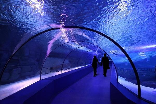 Explore the Antalya Aquarium