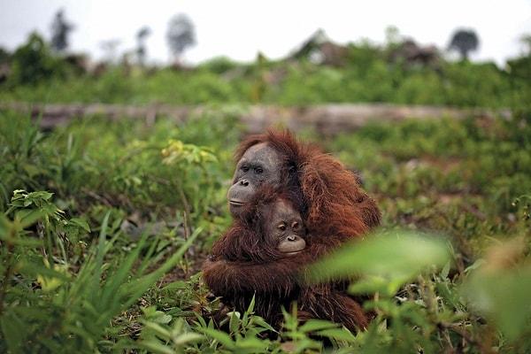 11. Endonezya mitolojisindeki bir hikayeye göre orangutanlar aslında insan dilini konuşabiliyor fakat bu keşfedilir diye kaygılandıklarından bize göstermiyorlar.