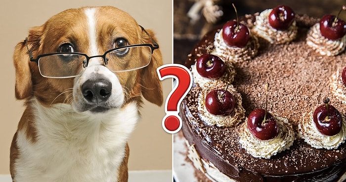 Тест на эрудицию: Пройти на 15/20 сможет даже песик. А вы умнее собаки, или все потеряно?