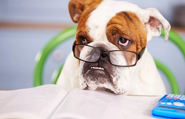 Песик вас осуждает...