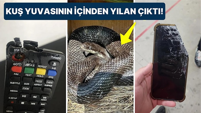 Çöle Düşse Kutup Ayılarıyla Karşılaşıp Birtakım Tatsız Olaylar Yaşayabilecek 15 Bahtsız Kişi