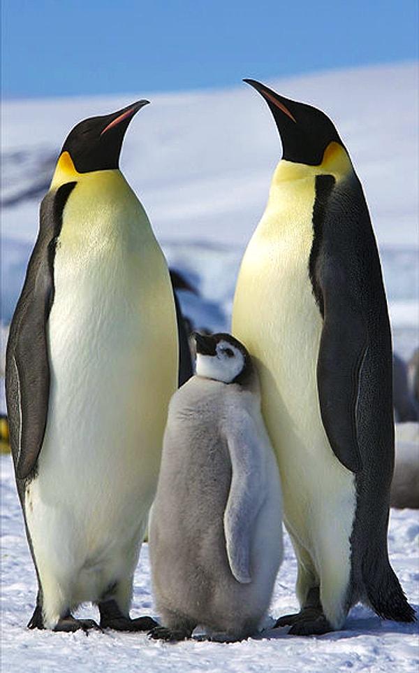 6. İmparator penguen- 46 kg