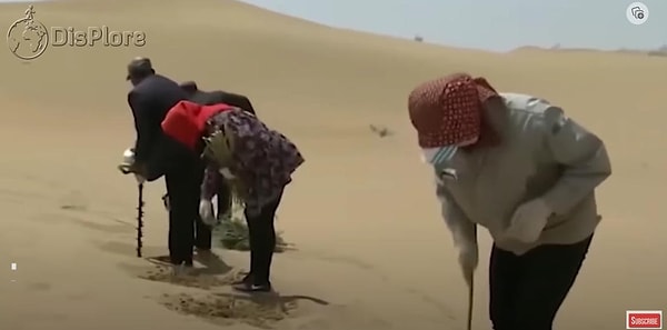 Хотя одним из основных аспектов проекта по зеленой насаждаемости является посадка деревьев, на самом деле это лишь вершина айсберга.