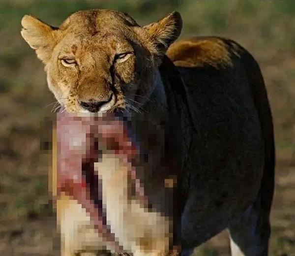 1. Yavrularını beslemeye giden dişi bir aslan: