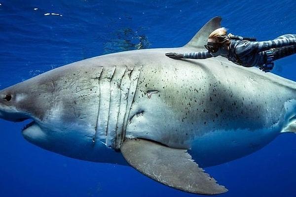 6. Şimdiye kadar kayıtlara geçen en büyük beyaz köpek balığı: