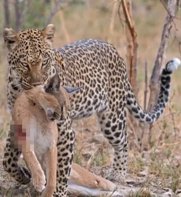 12. Rekabete girmemek için vaşak öldüren ürkütücü bir leopar: