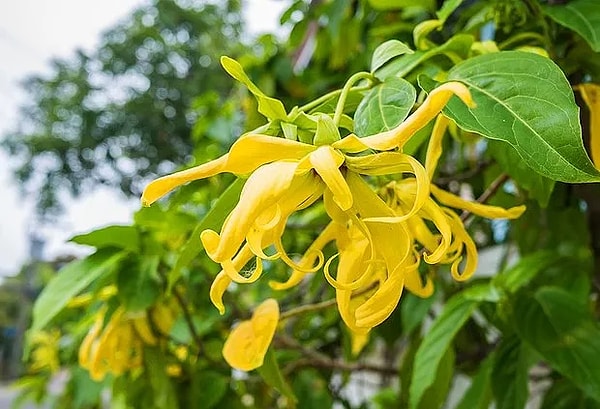 5. Ylang ylang: