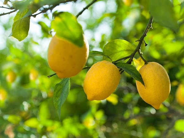 13. Limon: