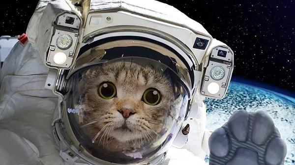 2. 1975 yılında 90.5 gün uzayda kalarak uzayda en uzun süre kalan hayvan rekorunu kıran canlı hangisidir?
