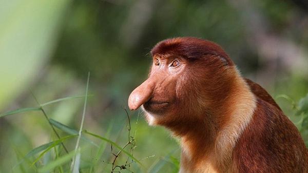 Proboscis maymunları Endonezya, Malezya ve Brunei’de yaşarlar: Yaygın olarak bataklık ormanlarının hakim olduğu kıyı habitatlarını tercih ederler.