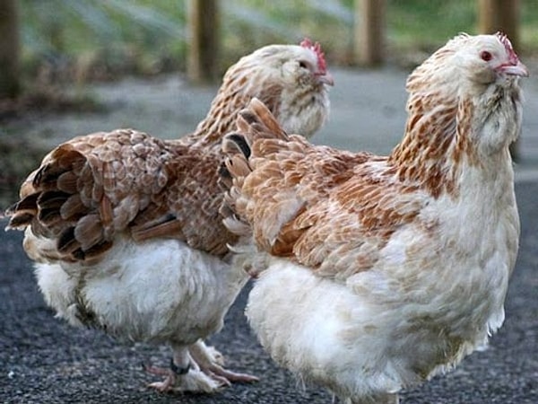 Вы – фавероль!