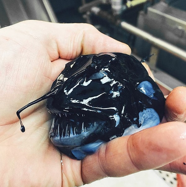 30. Страшное морское существо