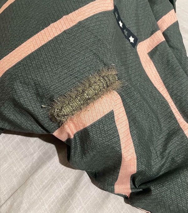 37. «Собиралась спать, когда нашла этого парня на своей подушке»