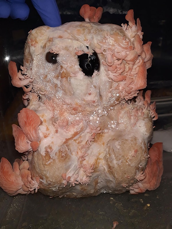 42. Грибы, растущие из плющевого медведя