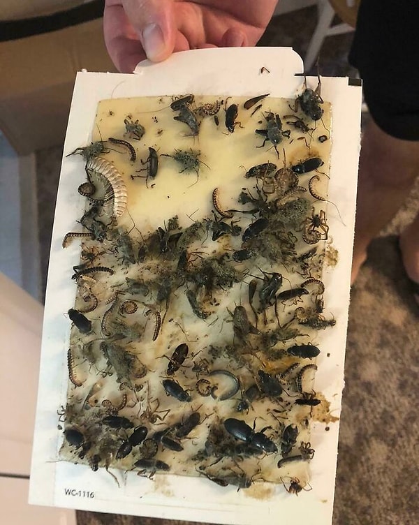 47. «Нашел это под сервировочным столом в старом доме, который мы ремонтировали»