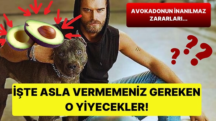 Sonradan Pişman Olup Ah Vah Dememek İçin Köpeğinize Asla Vermemeniz Gereken Yiyecekler