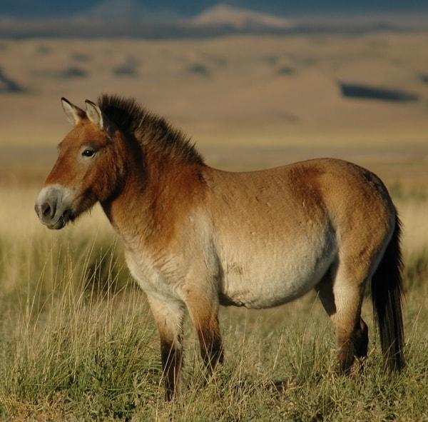 20. "Equus przewalskii"