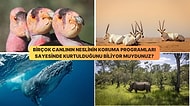 Nesilleri Tükenmek Üzereyken Koruma Programları Sayesinde Kurtarılan 25 Canlı