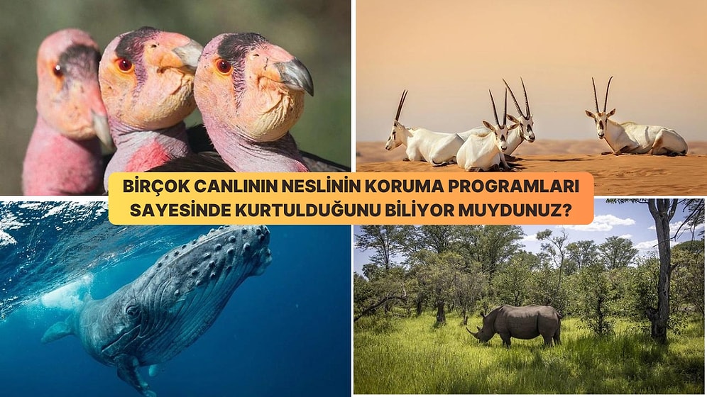 Nesilleri Tükenmek Üzereyken Koruma Programları Sayesinde Kurtarılan 25 Canlı